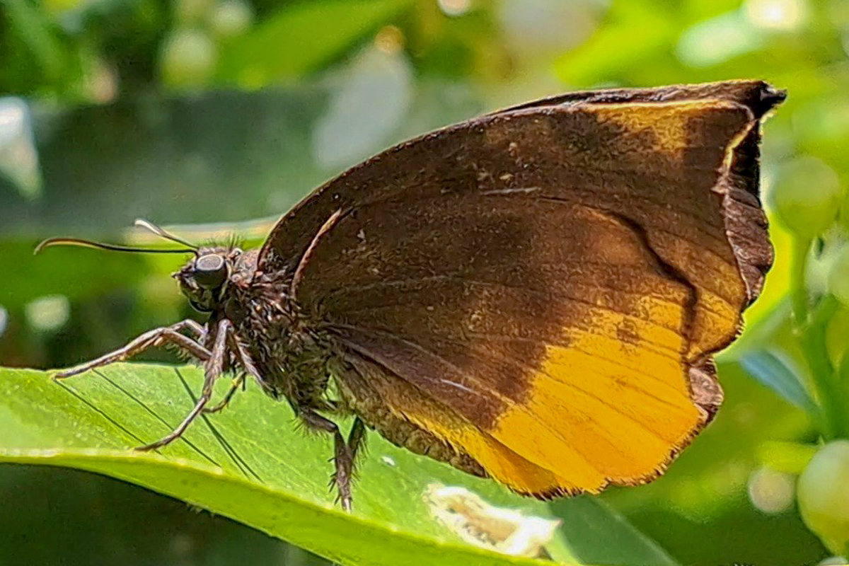 Ventral de Achlyodes busirus heros