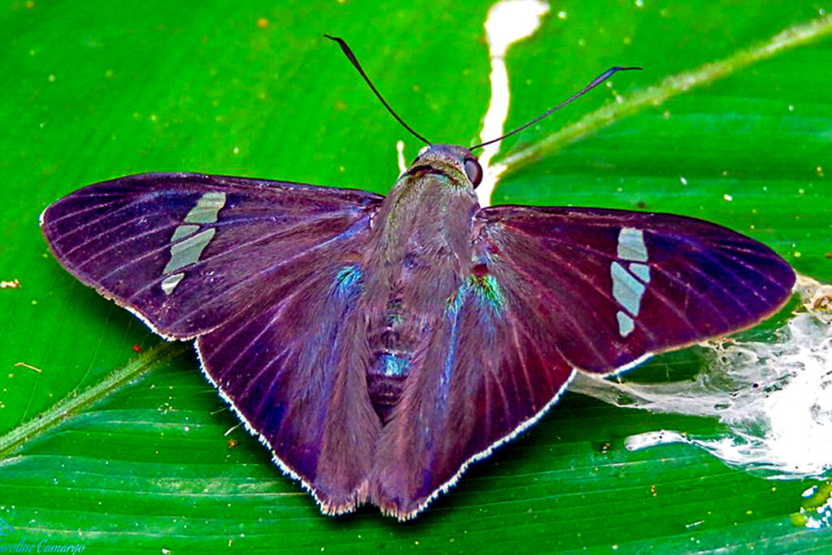 Dorsal de Ectomis albovenae