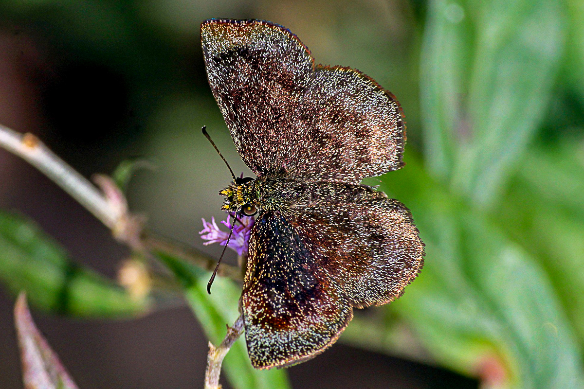 Dorsal de Bolla chlorocephala