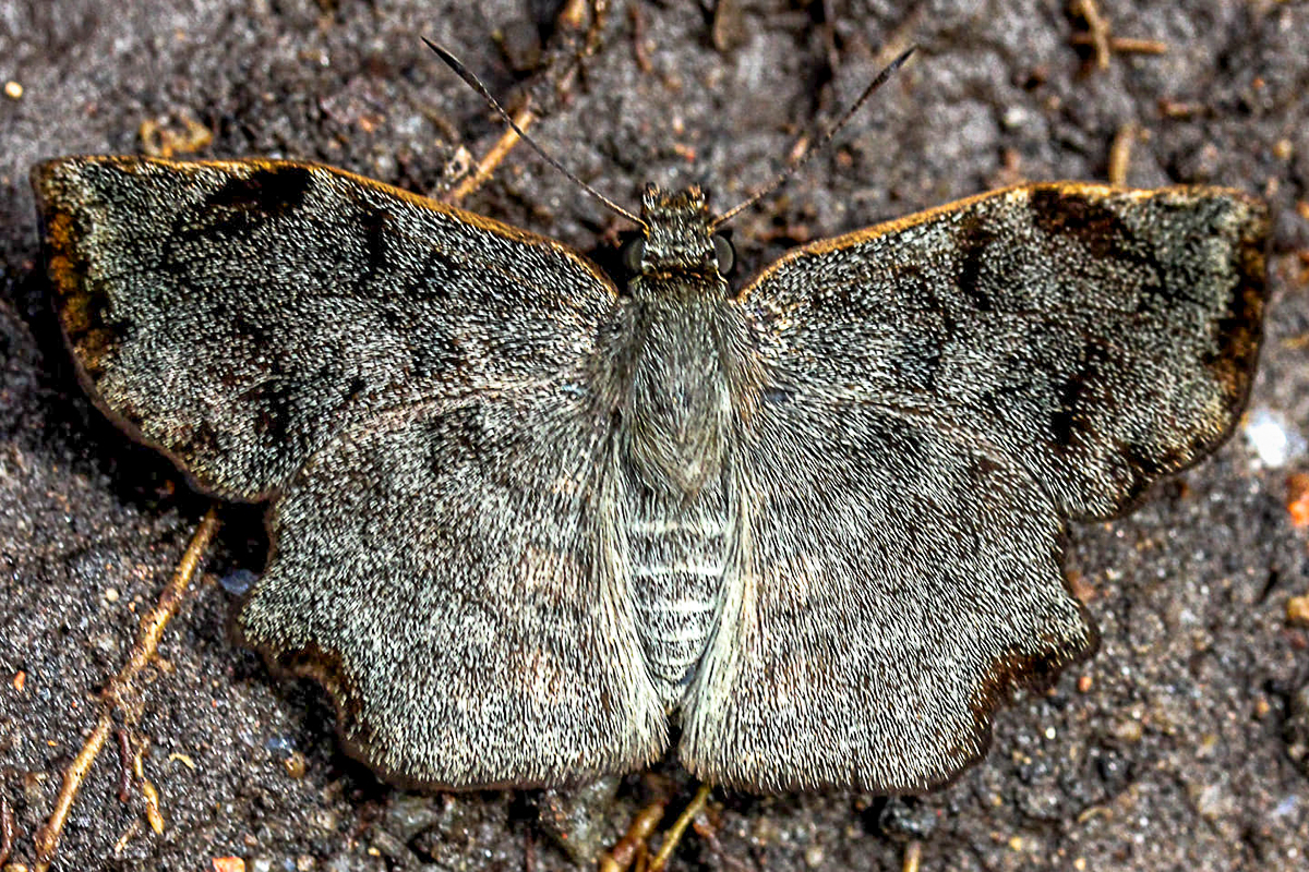 Dorsal de Antigonus erosus