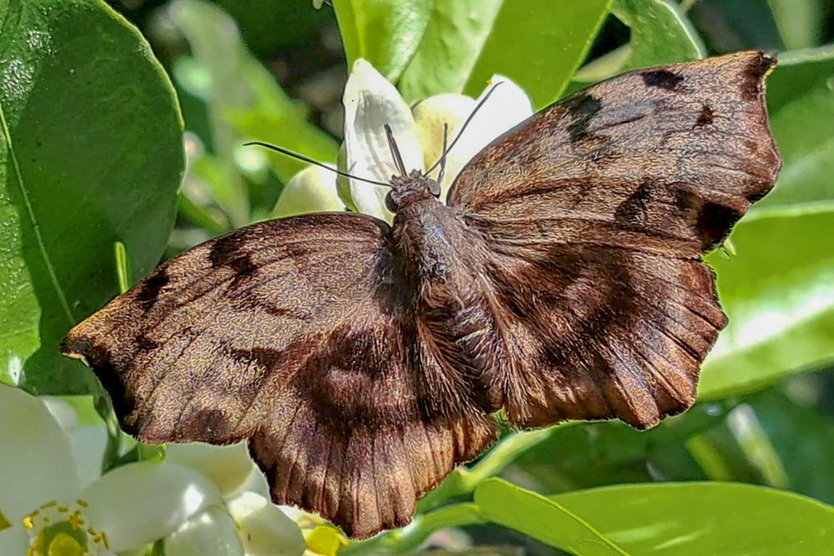 Dorsal de Achlyodes busirus heros