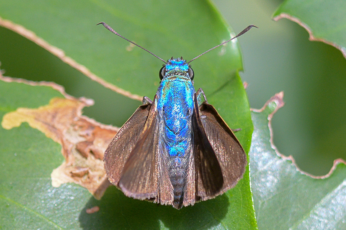 Dorsal de Onophas columbaria distigma