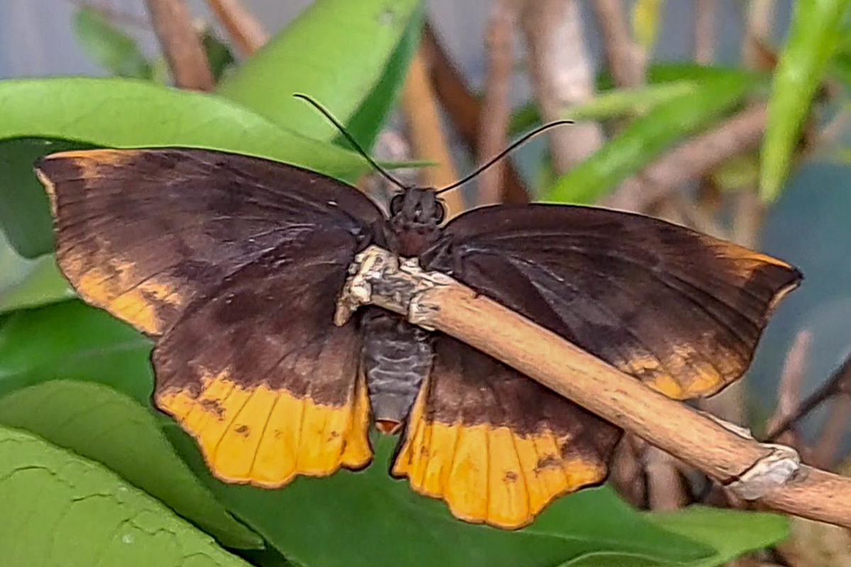 Ventral de Achlyodes busirus rioja