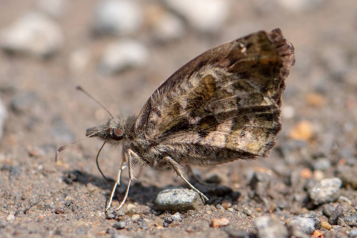 Ventral de Anisochoria sublimbata
