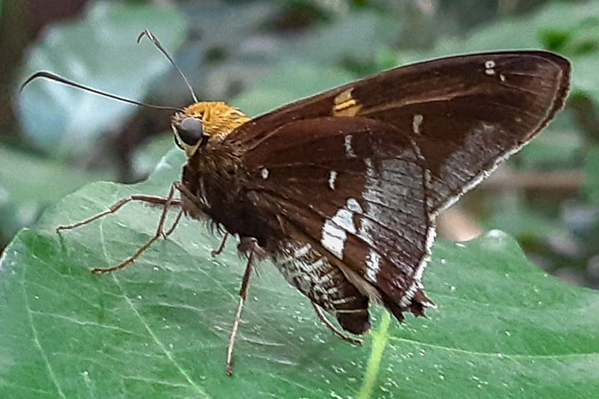 Ventral de Epargyreus clavicornis