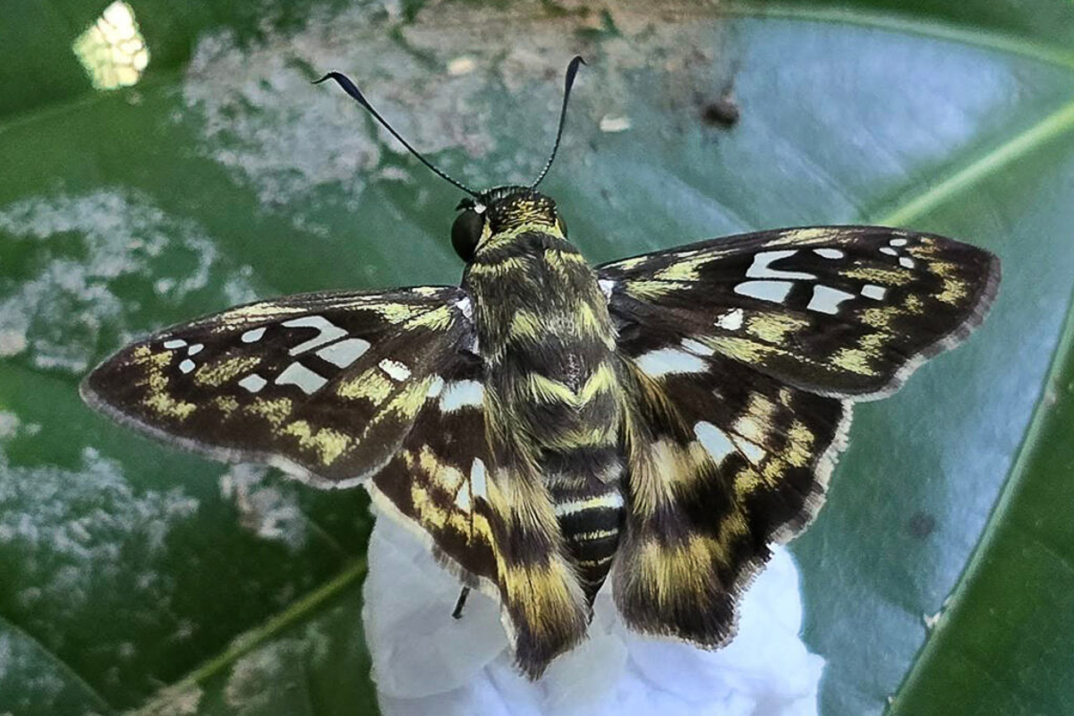 Dorsal de Udranomia kikkawai