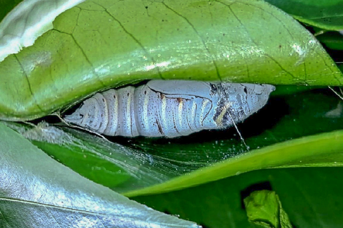 Estágio imaturo de Achlyodes busirus rioja