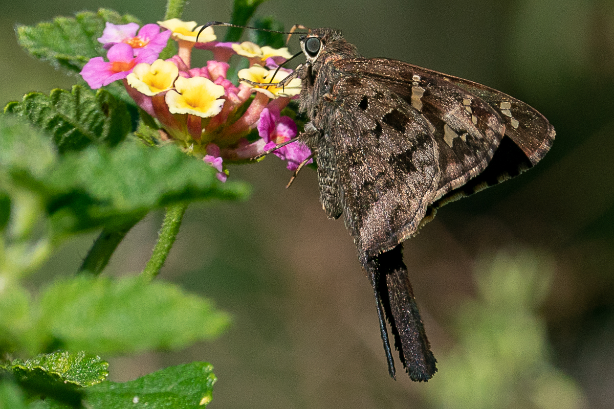 Ventral de Cecropterus dorantes dorantes