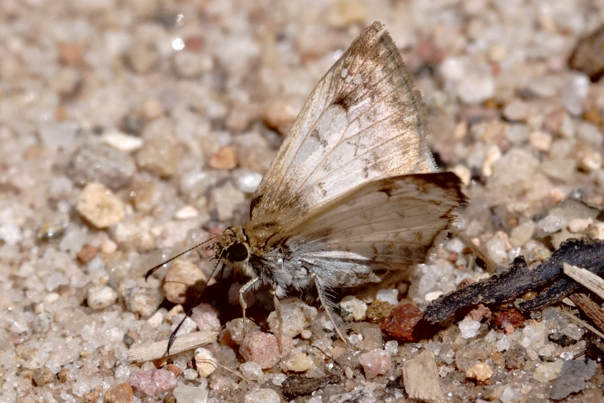 Ventral de Canesia pallida