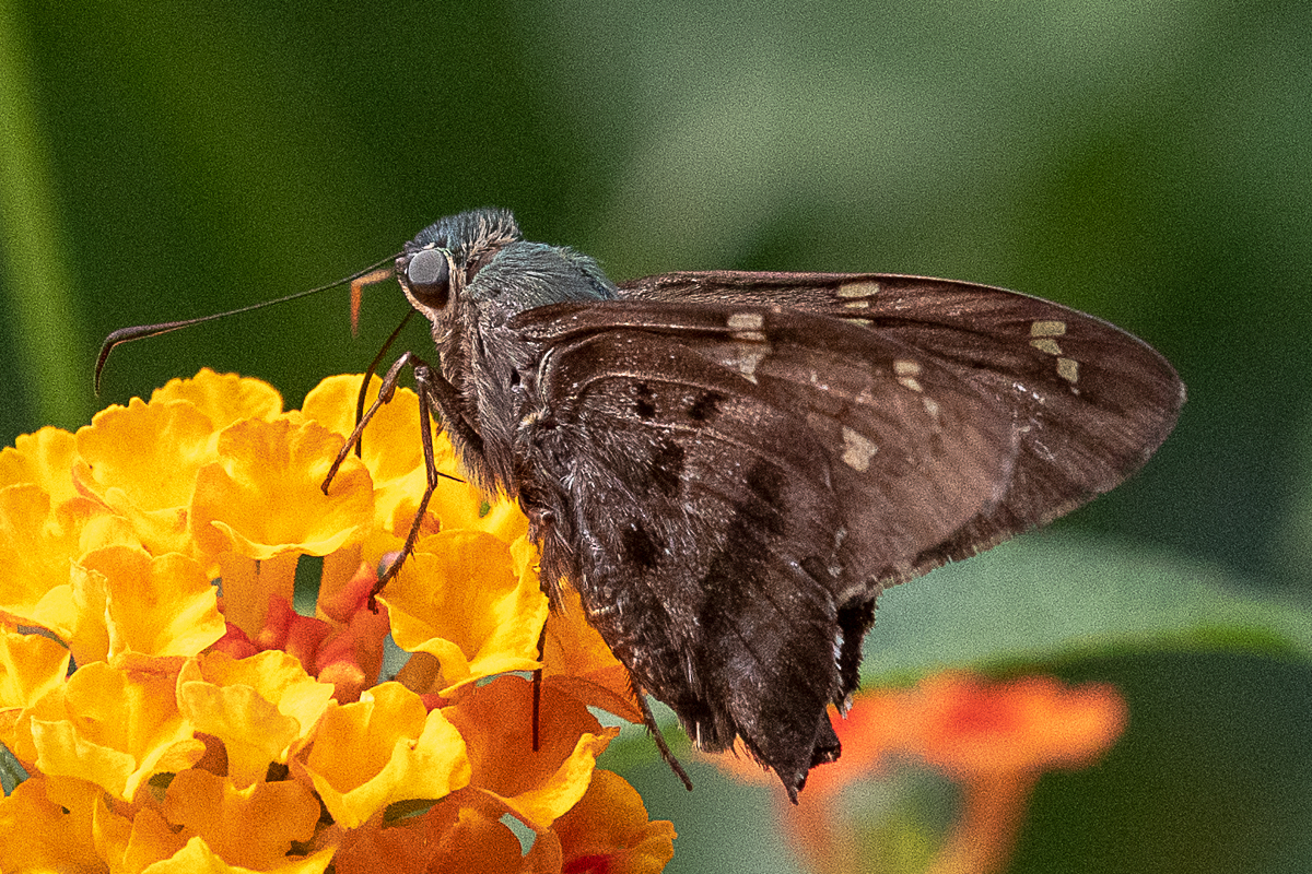 Ventral de Urbanus velinus