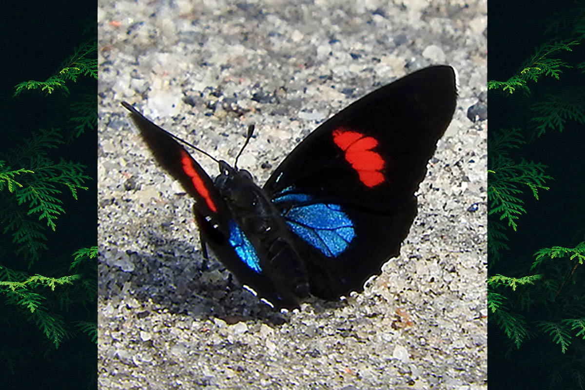 Dorsal de Callicore hydaspes