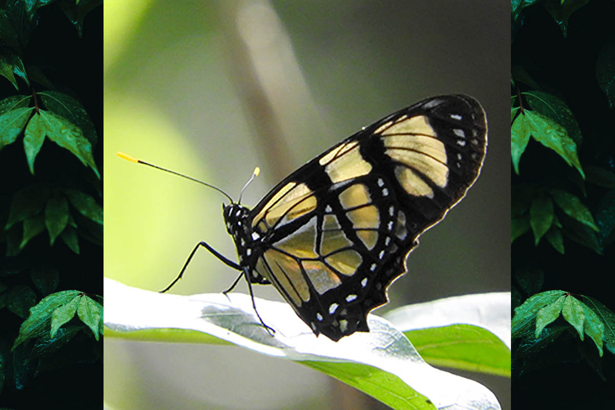 Ventral de Lycorea ilione ilione