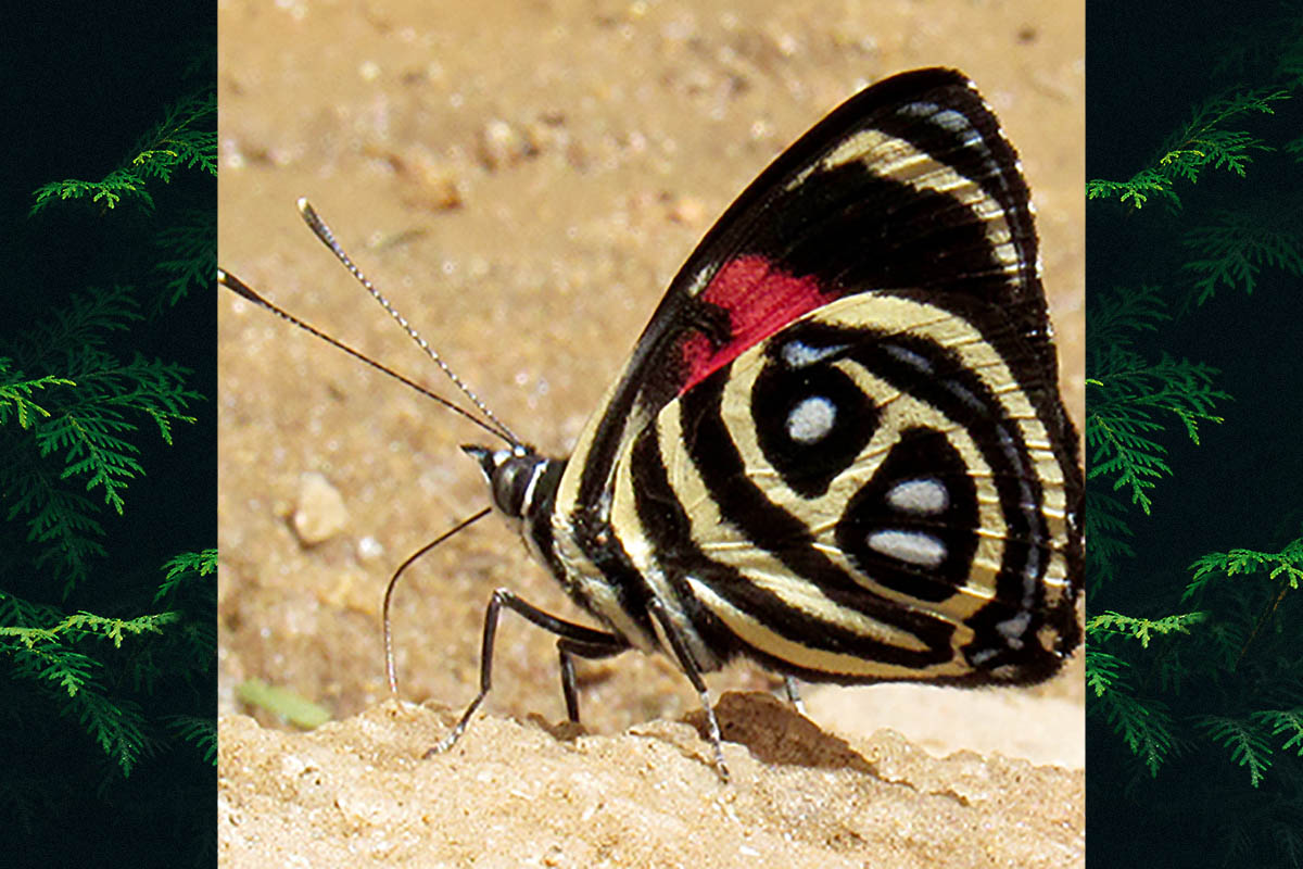Ventral de Catagramma pyracmon pyracmon
