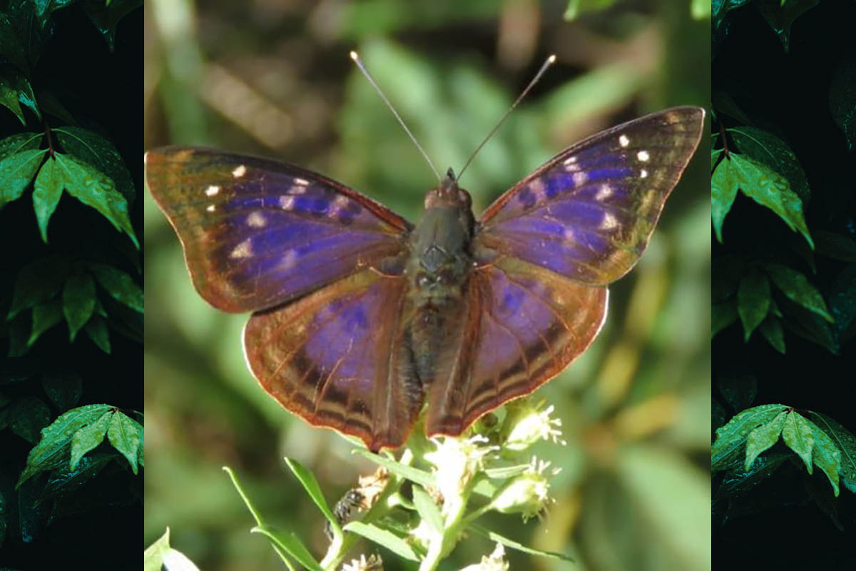 Macho de Doxocopa kallina
