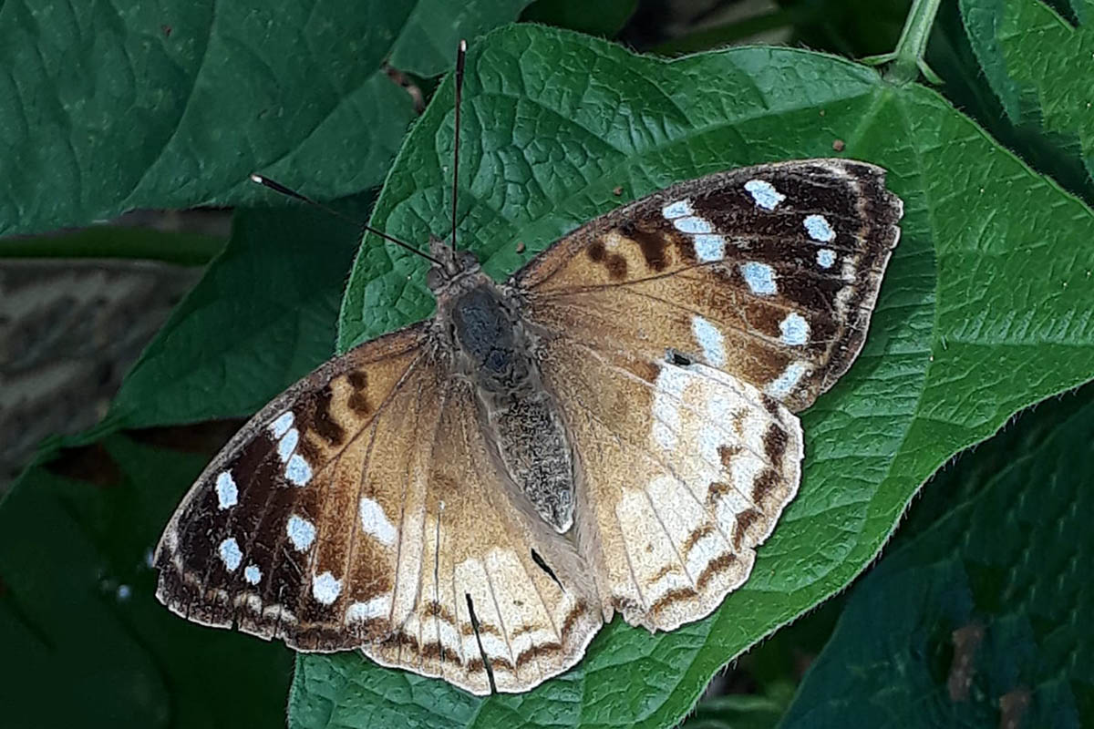 Dorsal de Doxocopa zalmunna