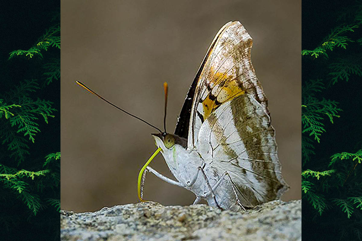 Ventral de Doxocopa linda mileta