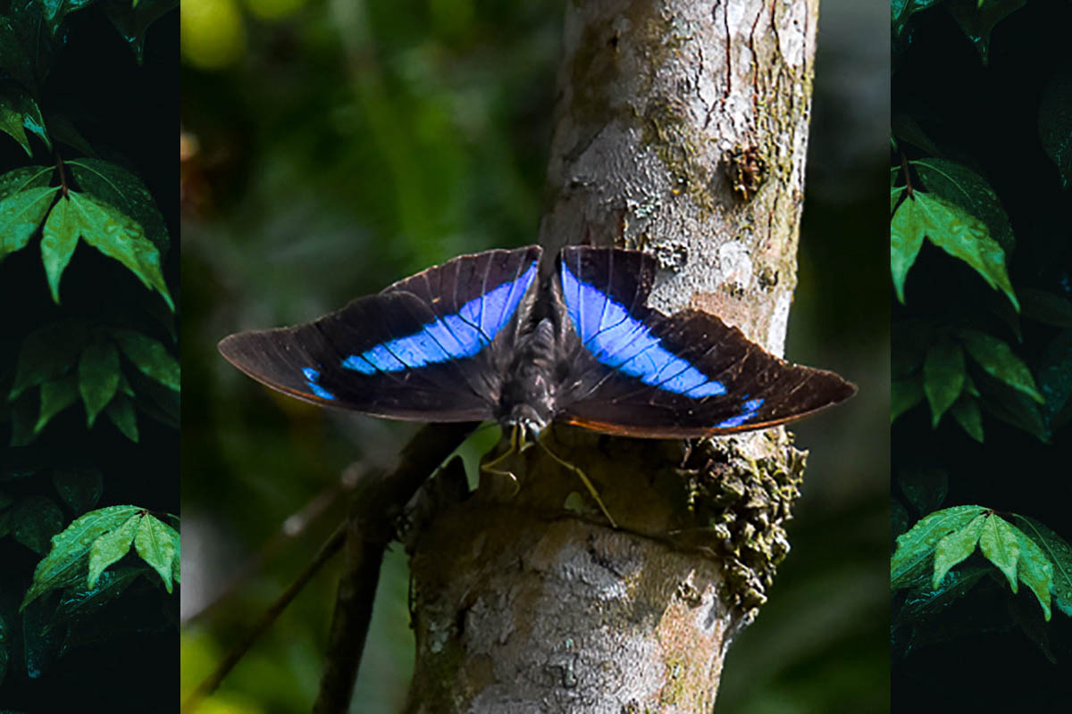 Dorsal de Archaeoprepona chalciope