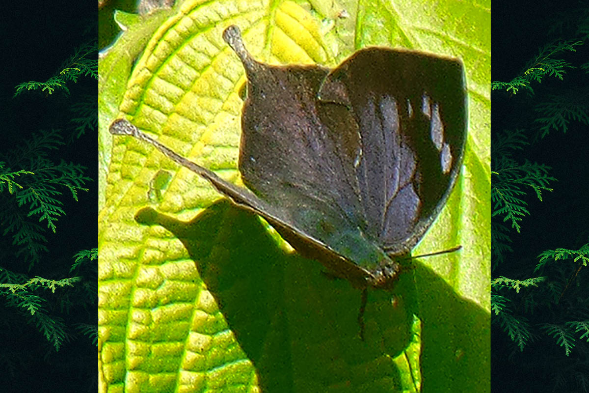 Dorsal de Memphis leonida editha