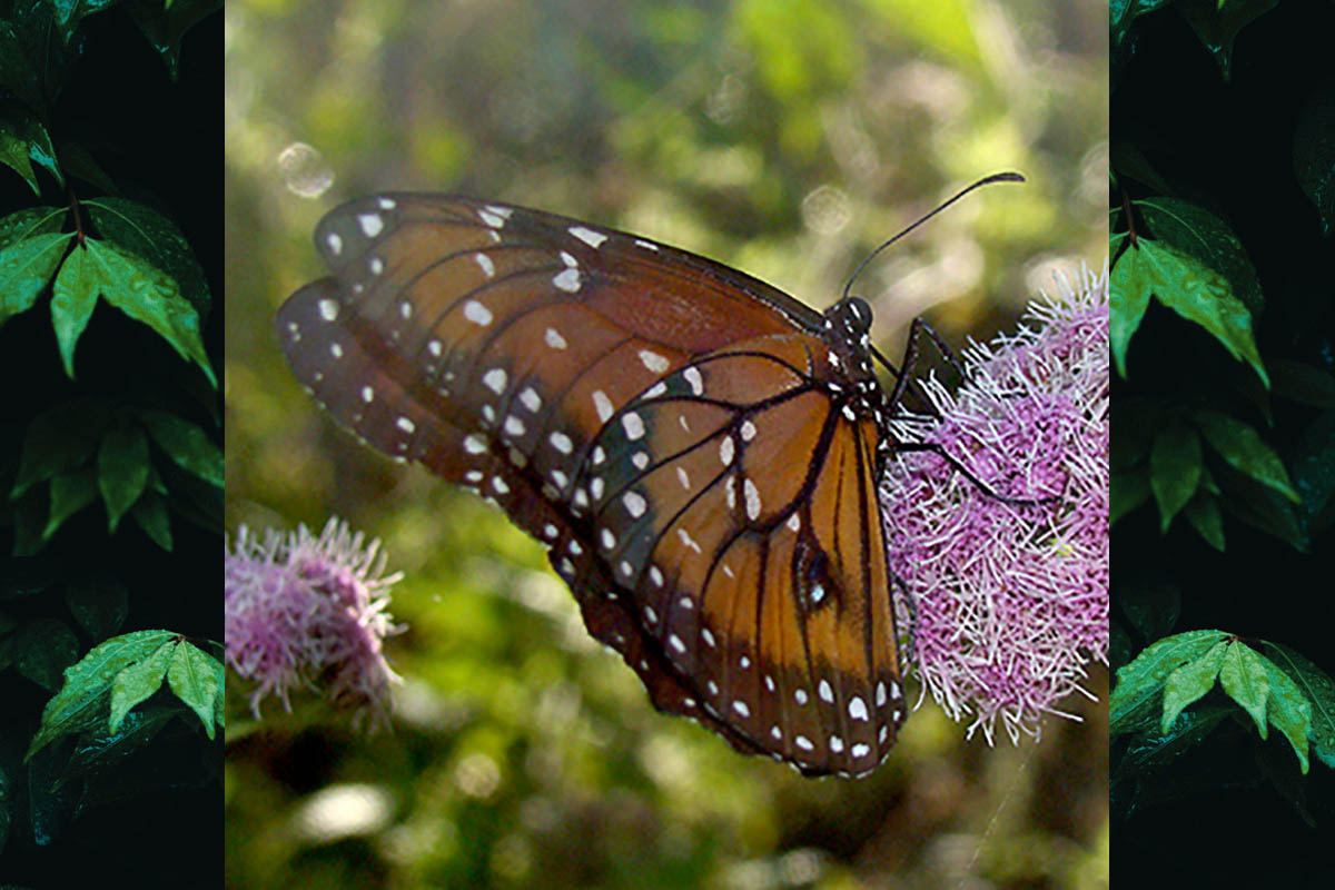 Ventral de Danaus eresimus plexaure