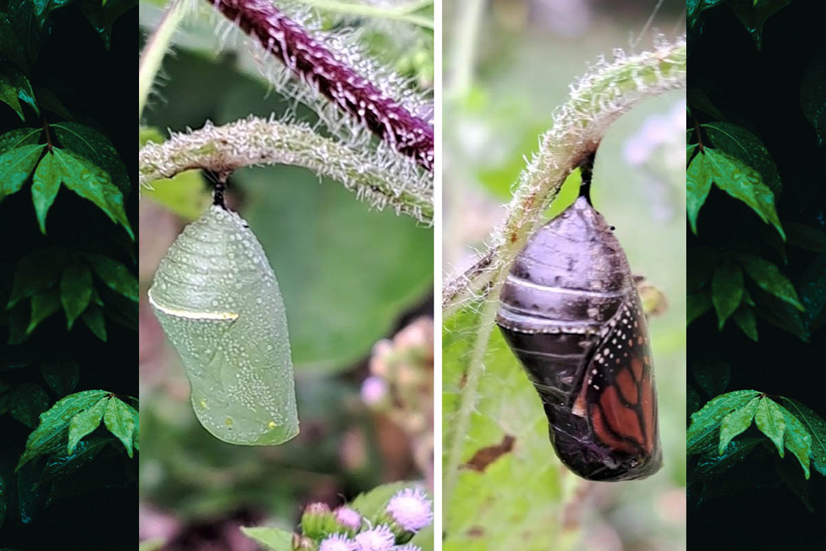 Estágio imaturo de Danaus erippus