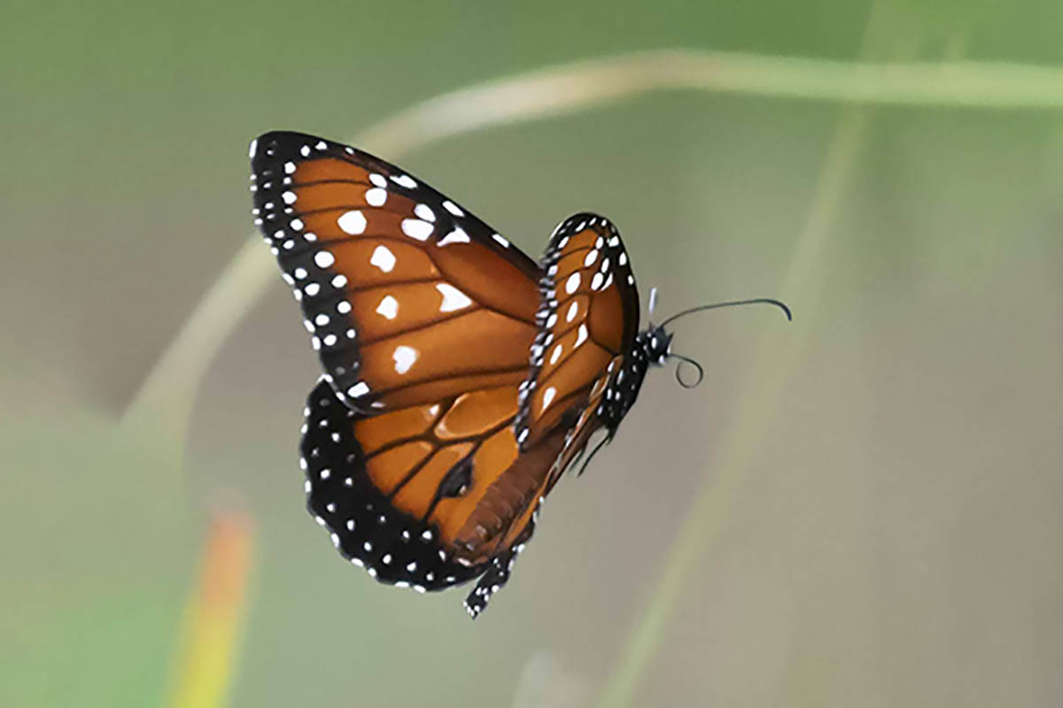 Dorsal de Danaus gilippus gilippus