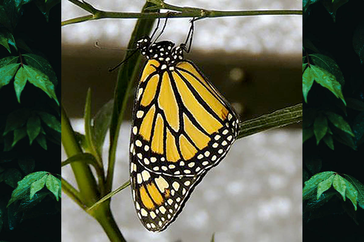 Macho de Danaus erippus