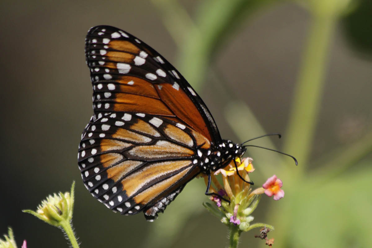 Ventral de Danaus erippus