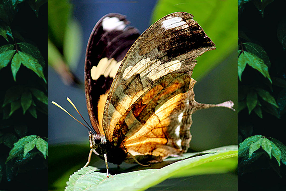 Ventral de Consul fabius drurii