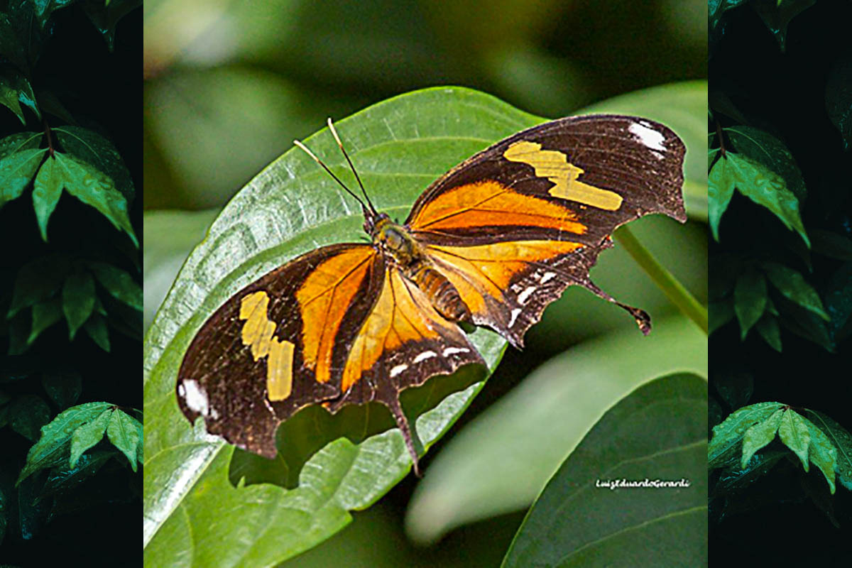 Dorsal de Consul fabius drurii