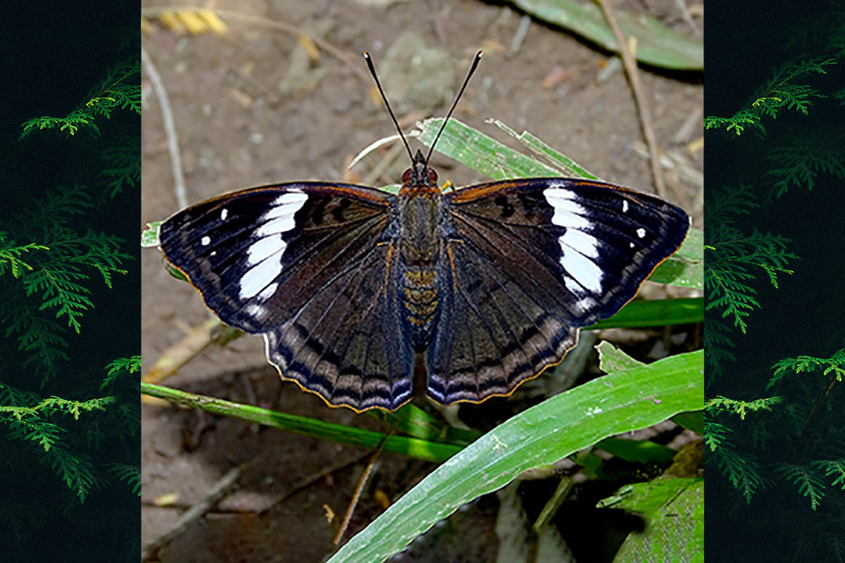 Dorsal de Doxocopa agathina agathina