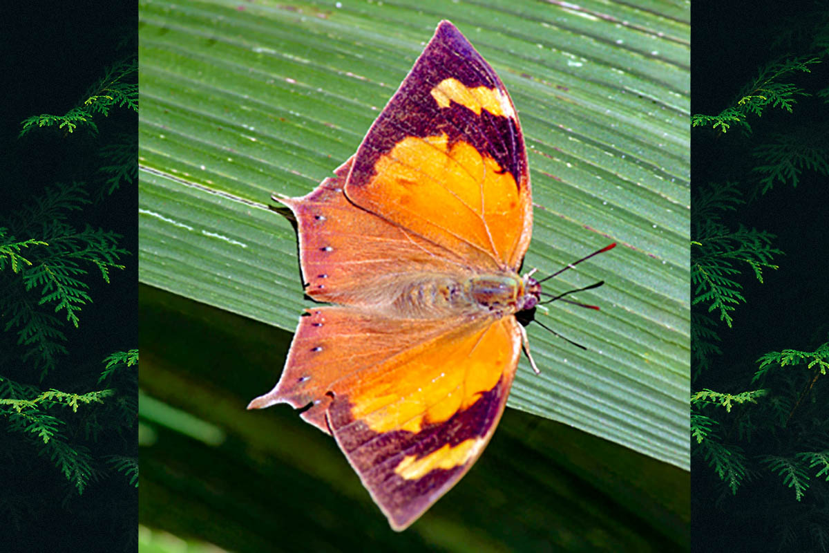 Dorsal de Fountainea halice