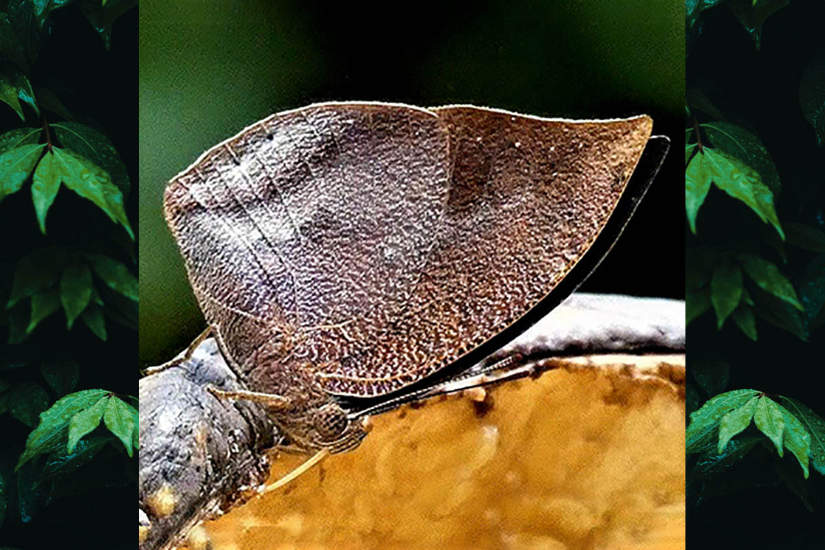 Ventral de Fountainea halice