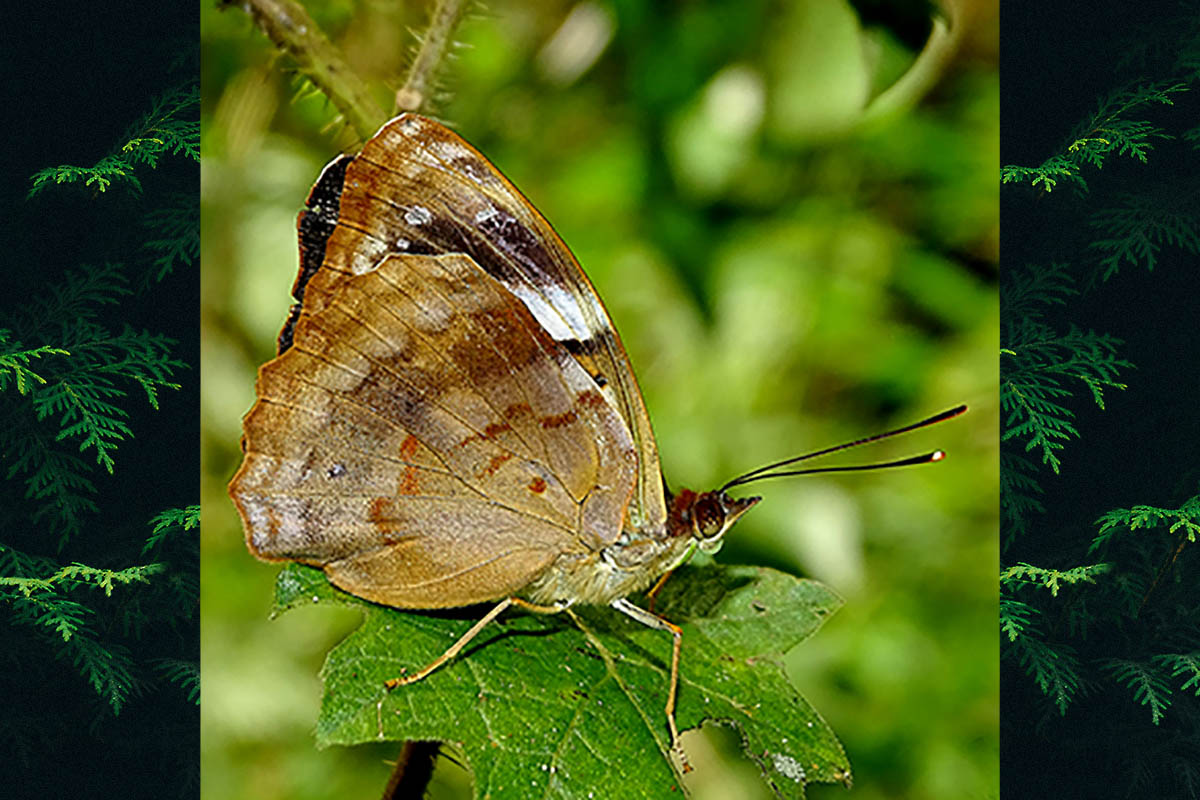 Ventral de Doxocopa agathina agathina