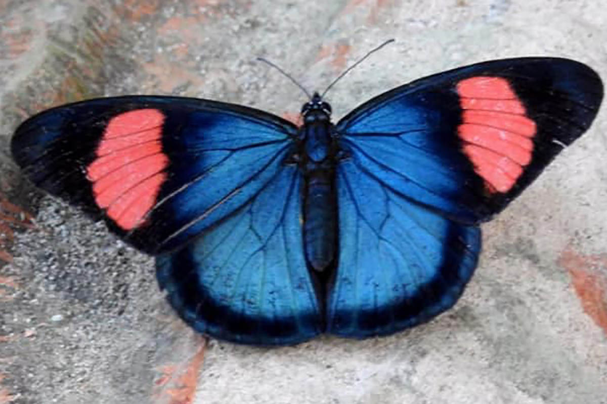 Dorsal de Batesia hypochlora hypochlora