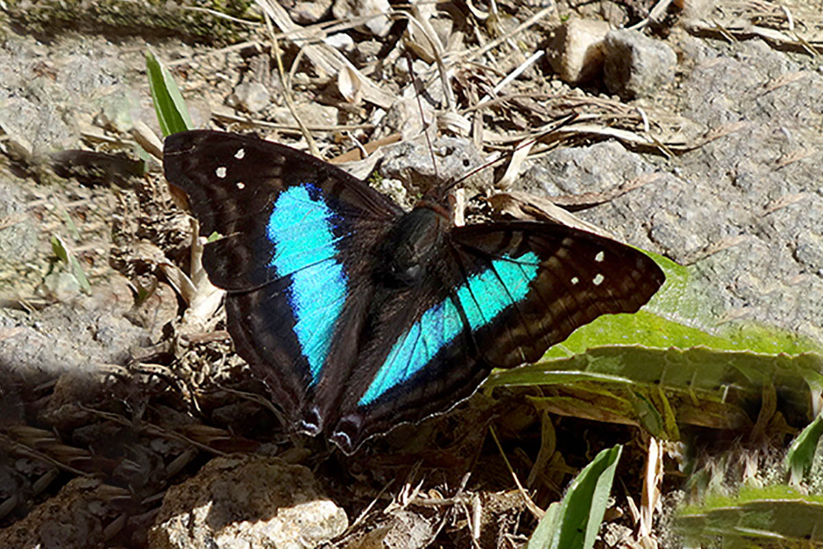 Dorsal de Doxocopa laurentia laurentia