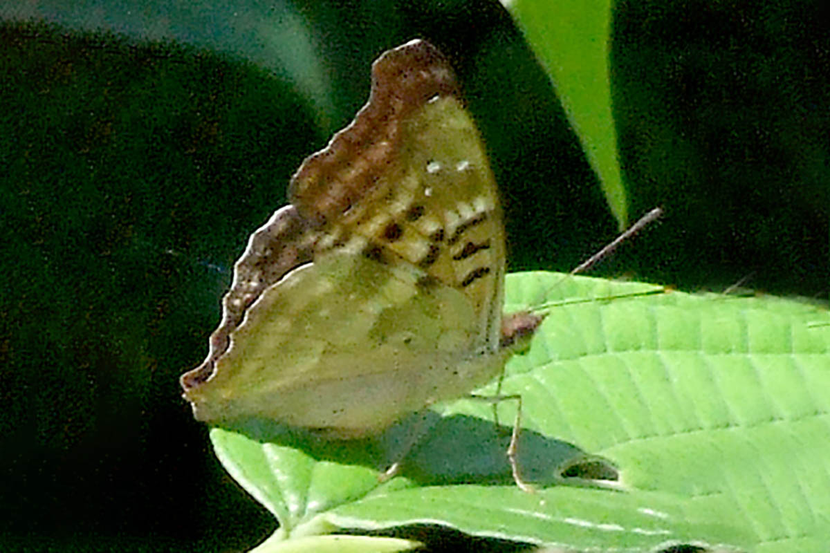 Ventral de Doxocopa laurentia laurentia