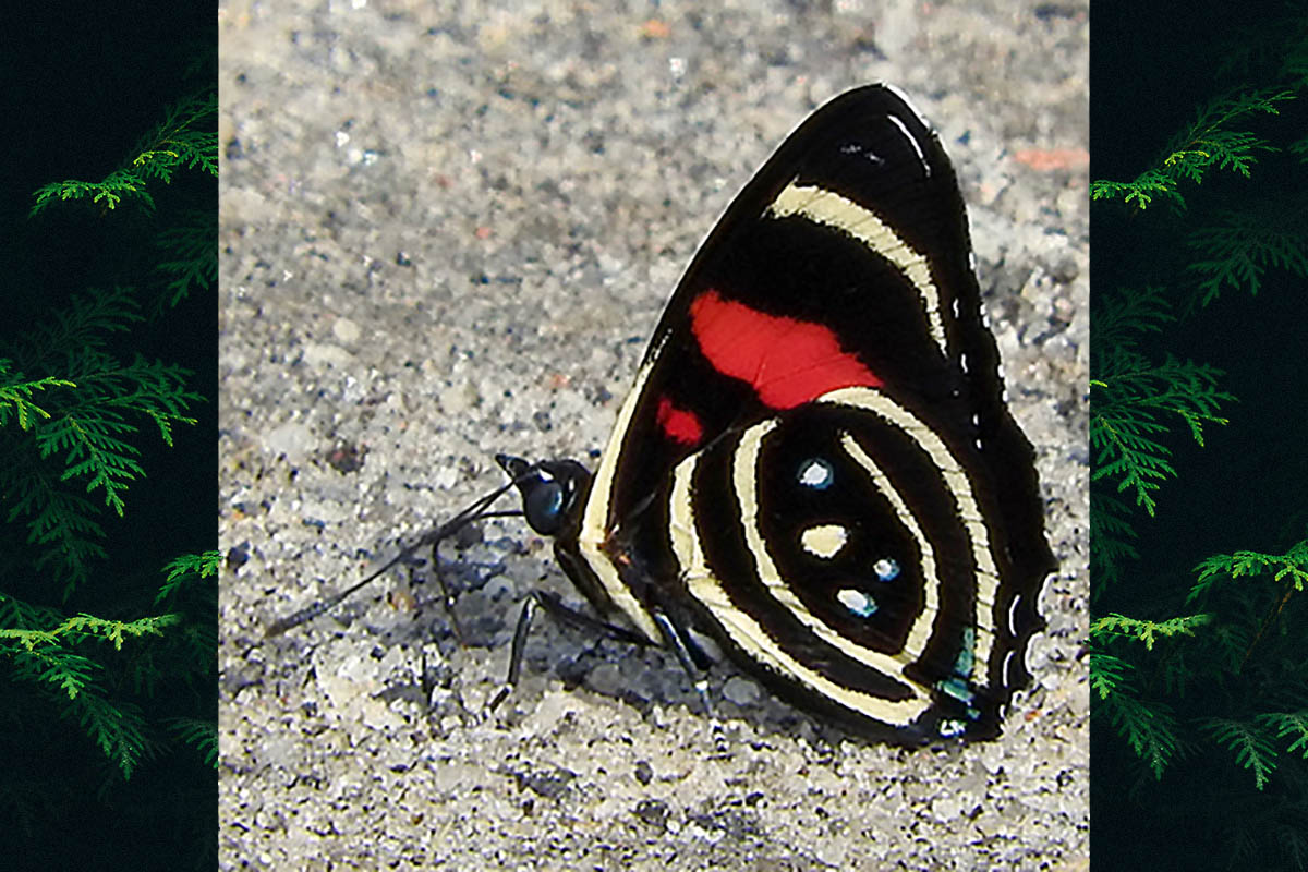 Ventral de Callicore hydaspes