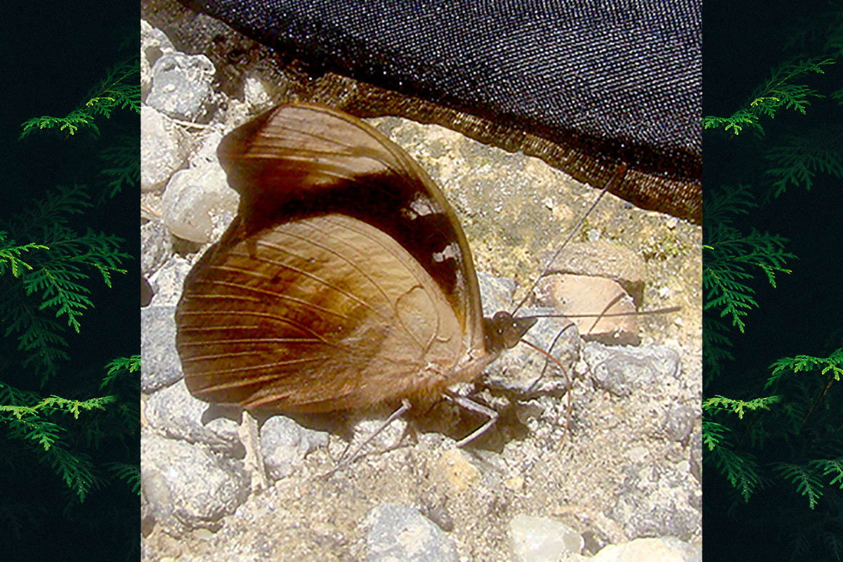 Ventral de Catonephele sabrina