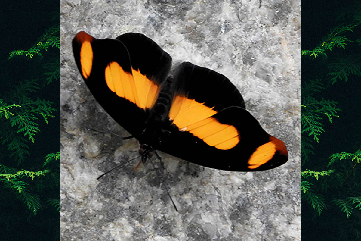 Dorsal de Catonephele sabrina
