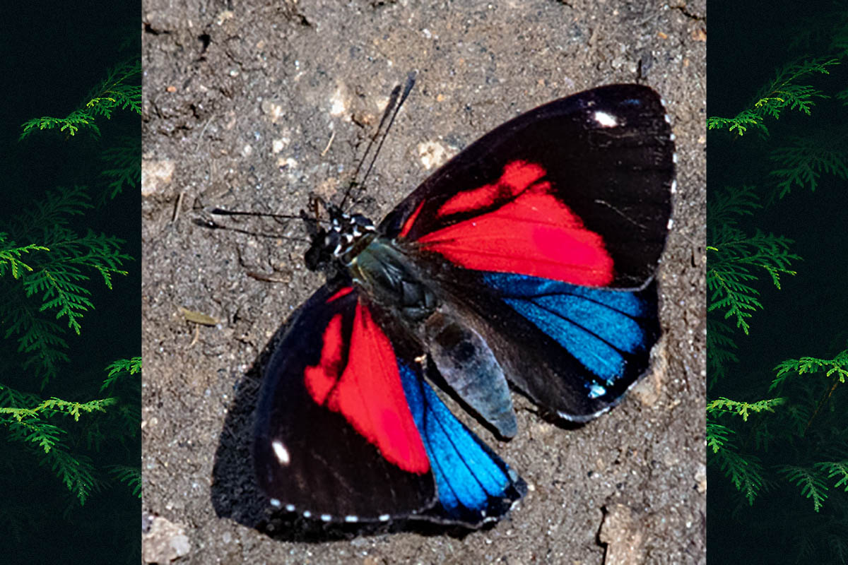 Dorsal de Catagramma pyracmon pyracmon