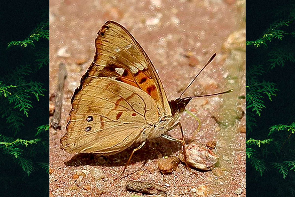 Ventral de Doxocopa kallina