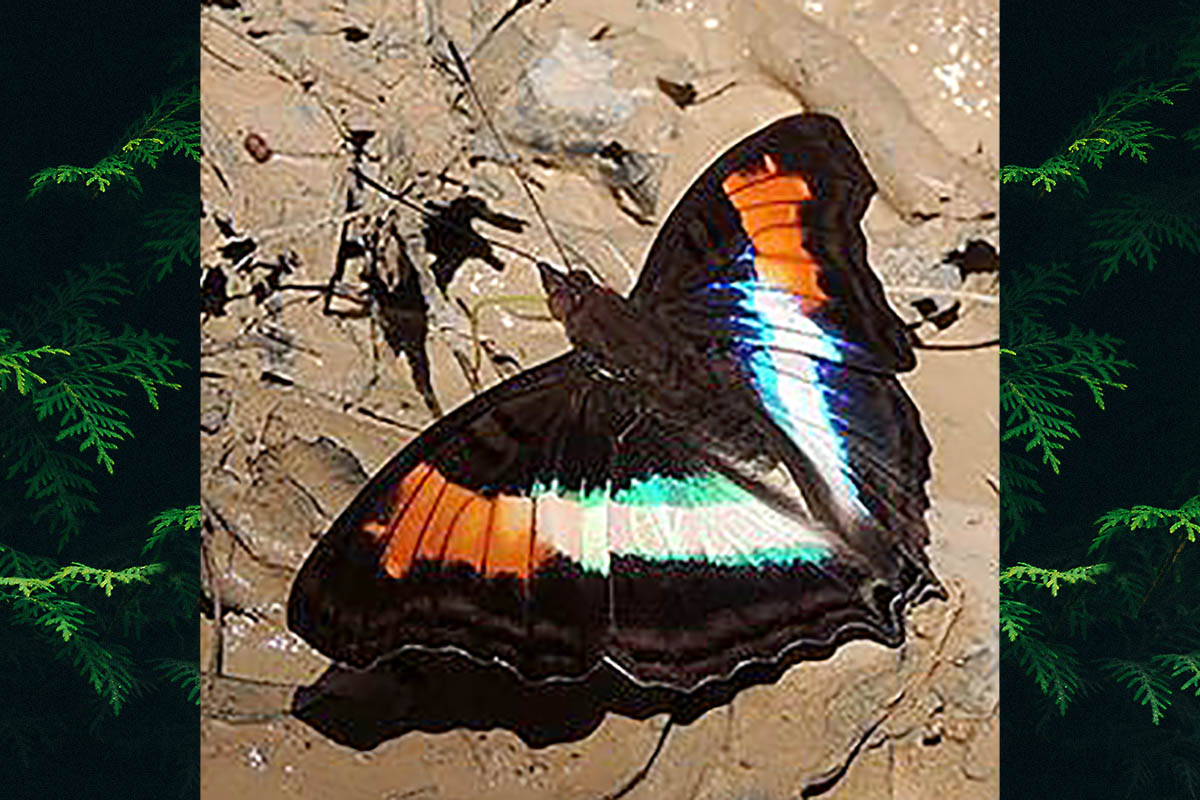 Dorsal de Doxocopa lavinia lavinia