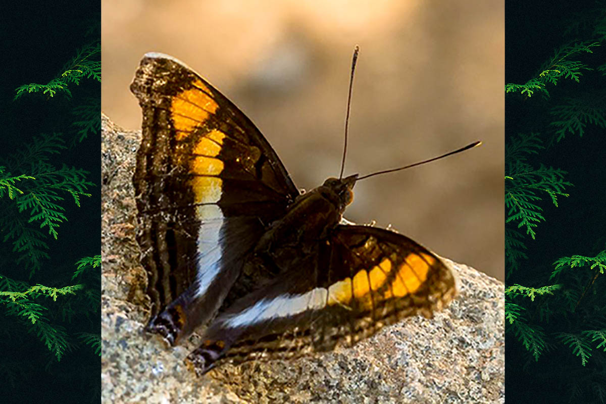 Dorsal de Doxocopa linda mileta
