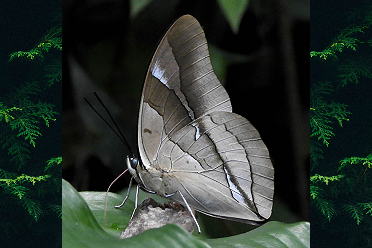 Ventral de Archaeoprepona chalciope