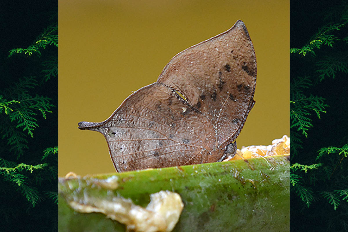 Ventral de Memphis leonida editha