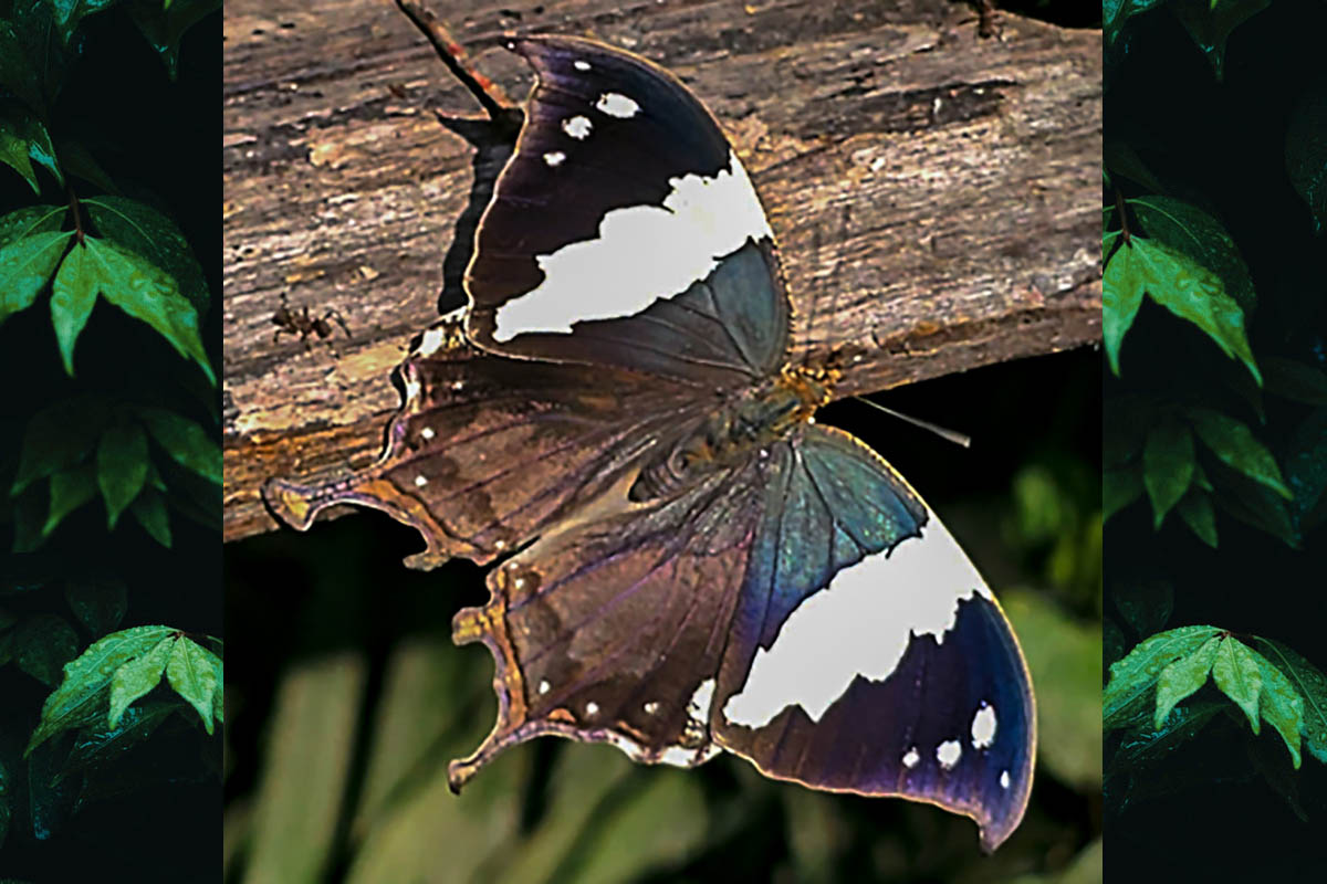 Dorsal de Hypna clytemnestra huebneri