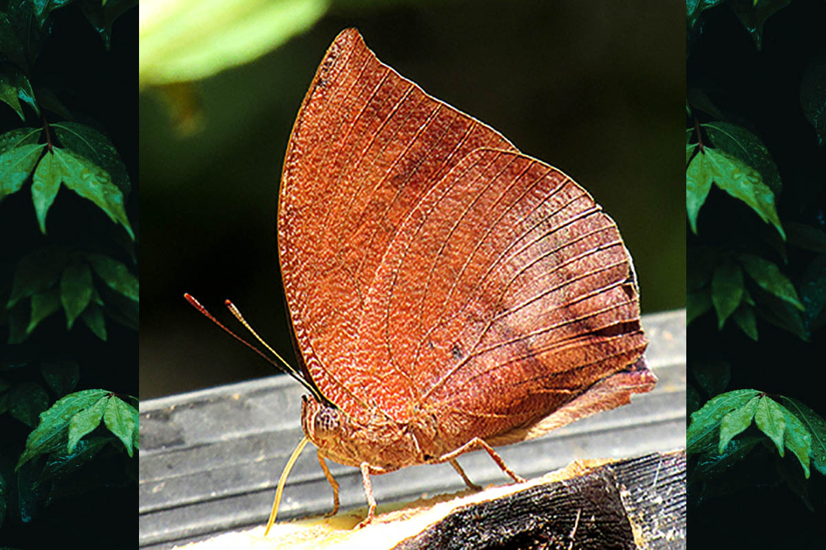 Ventral de Fountainea ryphea phidile