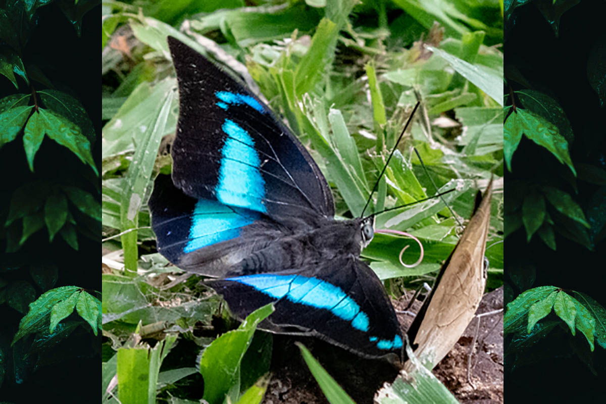 Dorsal de Archaeoprepona demophon thalpius