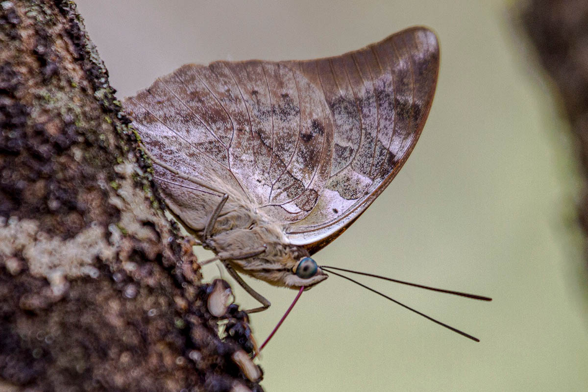 Ventral de Archaeoprepona demophon thalpius