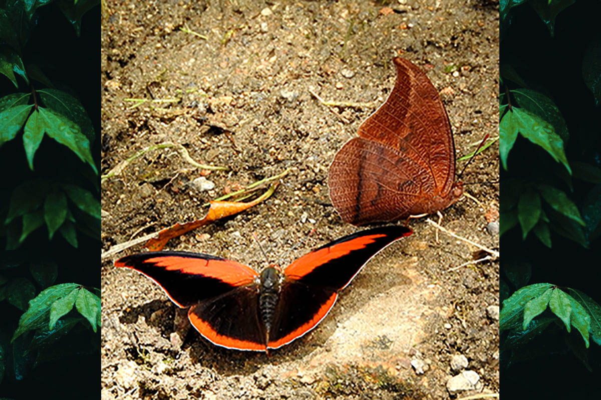 Macho de Polygrapha suprema